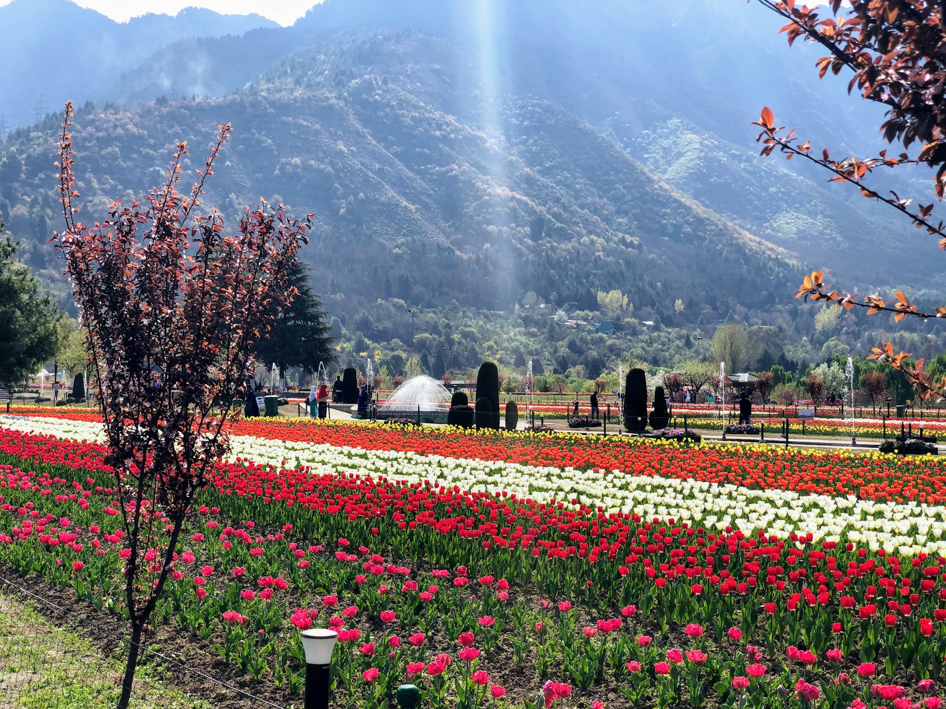 Kashmir Dal Lake Scenic